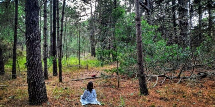 Baños de bosque: qué son, por qué mejoran la salud y dónde se hacen en Argentina