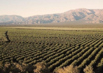 Concentración vitivinícola: En 10 años Argentina perdió el 11% de la superficie cultivada de vid y más de 3.000 viñedos