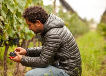 Premiado por Decanter: el enólogo argentino que logró “domar” uno de los viñedos más extremos del mundo