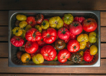 Tomate, ícono de la estacionalidad