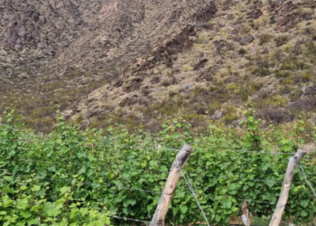 10 Grandes Vinos Blancos de Pequeños Productores de los Valles Calchaquíes