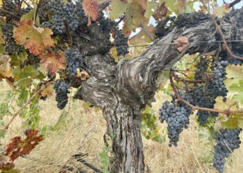 Un estudio revela que al Cabernet Sauvignon le puede ir mejor en un futuro con alto contenido de CO2