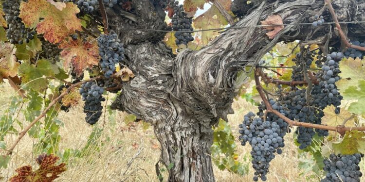 Un estudio revela que al Cabernet Sauvignon le puede ir mejor en un futuro con alto contenido de CO2