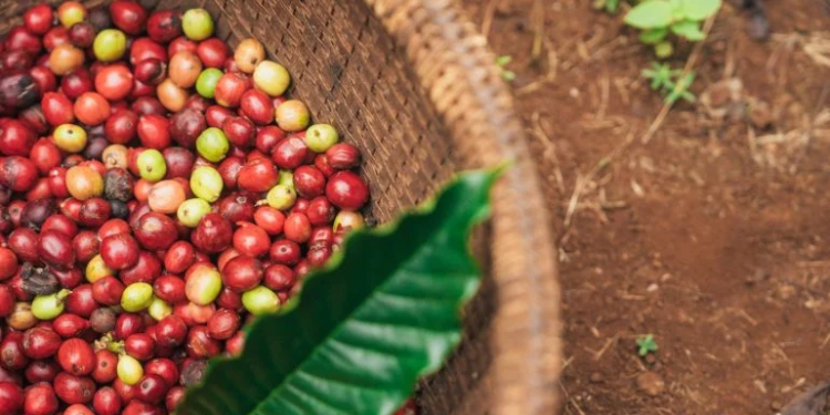 ¿Es la crisis climática la única amenaza para la producción de café?