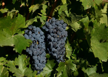 El declive de la vitivinicultura: Neuquén y Río Negro lideran la pérdida de áreas con viñedos