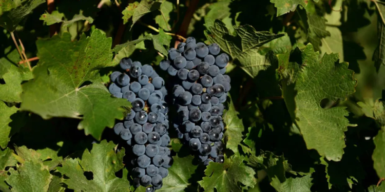 El declive de la vitivinicultura: Neuquén y Río Negro lideran la pérdida de áreas con viñedos