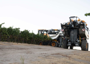 Cómo la cosecha mecánica afecta la calidad del vino en el mundo