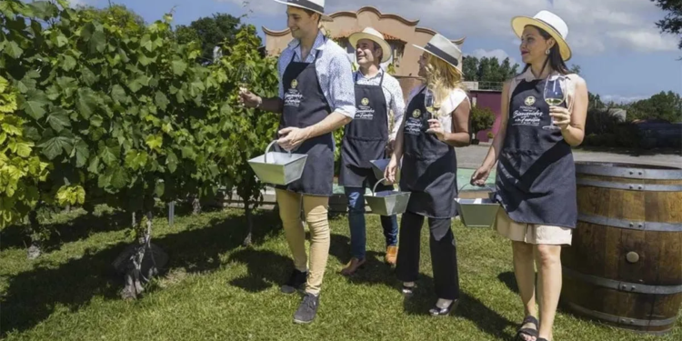 Enoturismo: con hasta 45% de caída, las bodegas ajustan estrategias y tarifas en dólares