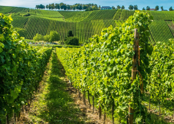 ¿Qué variedades de vino son las más adecuadas para envejecer?