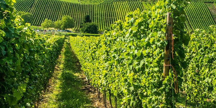 ¿Qué variedades de vino son las más adecuadas para envejecer?