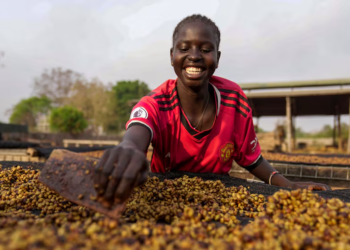 Café excelsa de Sudán del Sur podría ser el grano del futuro por su resistencia al cambio climático