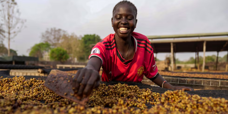 Café excelsa de Sudán del Sur podría ser el grano del futuro por su resistencia al cambio climático