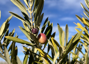 La ruta del olivo en la provincia de Buenos Aires: un recorrido imperdible para los amantes del aceite y las aceitunas