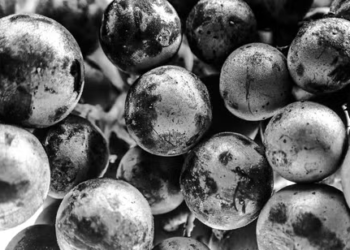 ¿Pueden las variedades de viñas viejas salvar al vino del cambio climático?