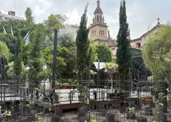 La revolución del vino: cómo es el primer viñedo urbano de la región, a metros del Obelisco