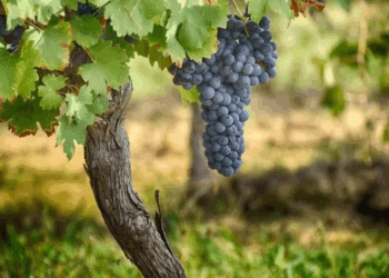 Merma récord en la cosecha de uva, por el combo climático