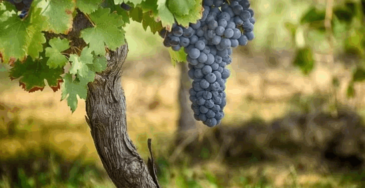 Merma récord en la cosecha de uva, por el combo climático