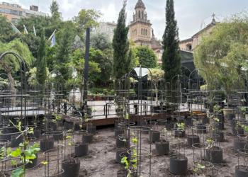 A tres cuadras de Plaza de Mayo. El primer viñedo urbano de América Latina está en el centro de Buenos Aires
