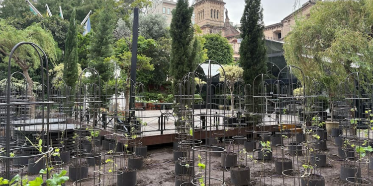 A tres cuadras de Plaza de Mayo. El primer viñedo urbano de América Latina está en el centro de Buenos Aires