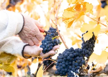 Cosecha 2025 en Argentina: el año de las dos vendimias