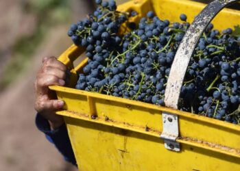 San Juan tuvo la peor vendimia en 70 años: fuerte caída en la producción y precios estancados