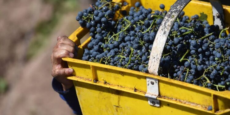 San Juan tuvo la peor vendimia en 70 años: fuerte caída en la producción y precios estancados