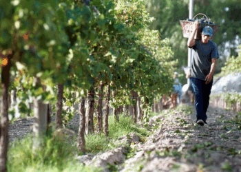 Carlos Antonini: «Gran parte de los actores que estamos obligados a aportar a la Coviar creemos que no es útil»