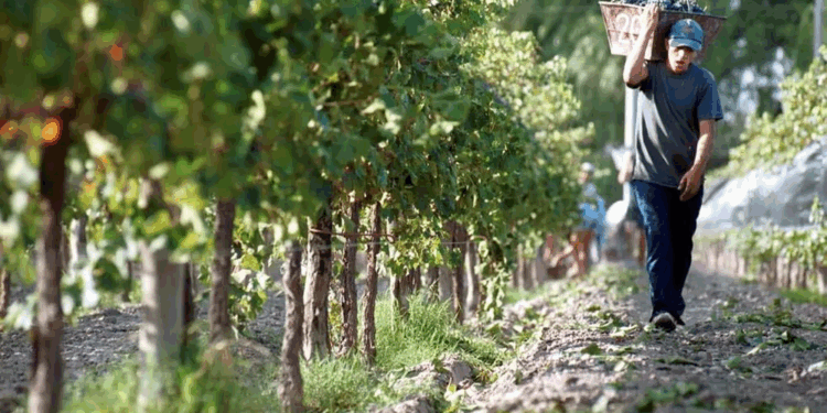 Carlos Antonini: «Gran parte de los actores que estamos obligados a aportar a la Coviar creemos que no es útil»