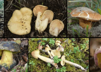 Casi un tercio de los hongos registrados están en peligro de extinción