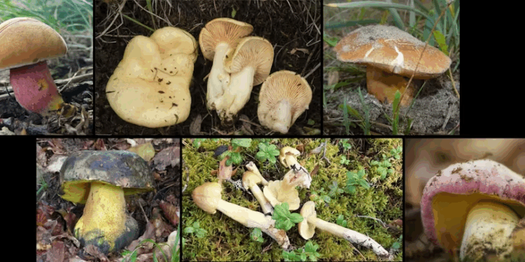 Casi un tercio de los hongos registrados están en peligro de extinción