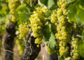 Día del Sauvignon Blanc: el crecimiento de una cepa que refleja la diversidad de terroirs argentinos