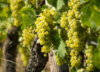 Día del Sauvignon Blanc: el crecimiento de una cepa que refleja la diversidad de terroirs argentinos