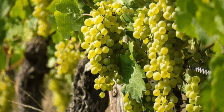 Día del Sauvignon Blanc: el crecimiento de una cepa que refleja la diversidad de terroirs argentinos