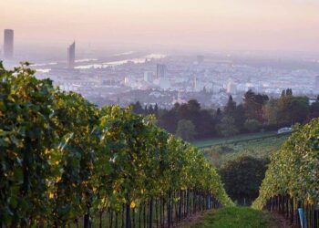 Vino en la Ciudad: Del Danubio al Obelisco, los viñedos que renacen en las capitales