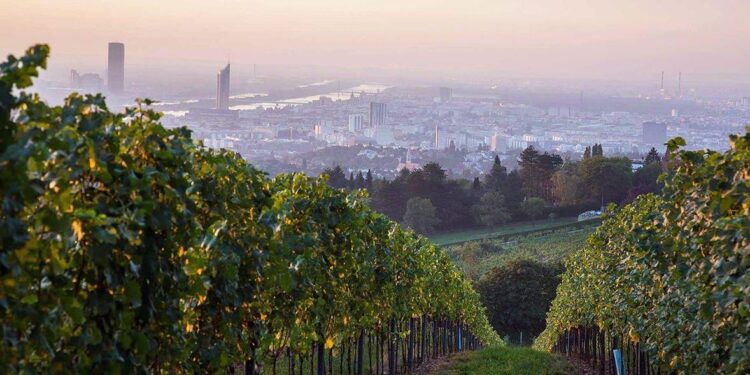 Vino en la Ciudad: Del Danubio al Obelisco, los viñedos que renacen en las capitales