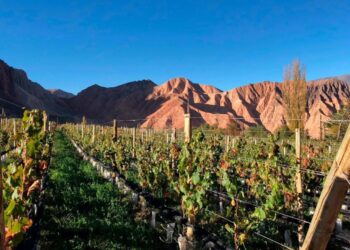 Nacen entre las nubes: vinos de altura de Mendoza, Salta, San Juan, La Rioja y Catamarca