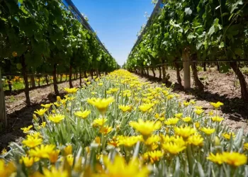 El boom verde del vino argentino: crece el consumo orgánico y conquista a nuevos paladares