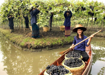 La cultura vitivinícola de Tailandia