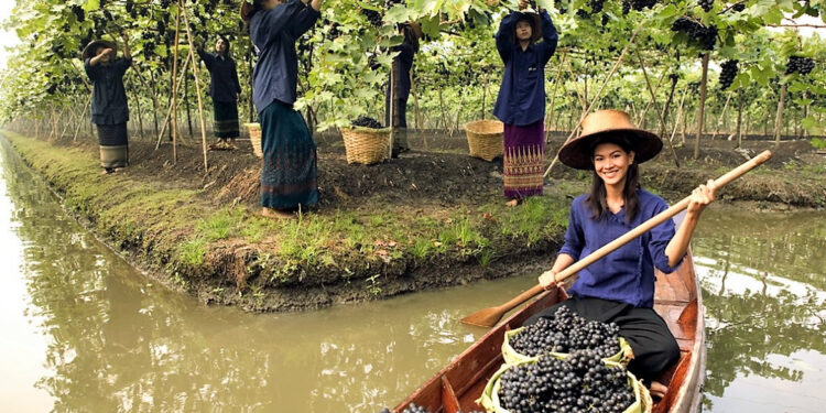 La cultura vitivinícola de Tailandia