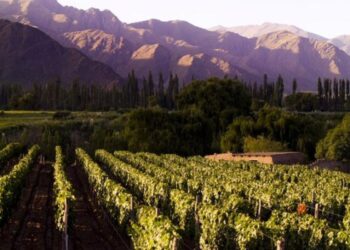 Wine Expo De la Uva a la Copa: cuando lo privado y lo público se unen entorno a una agenda en común