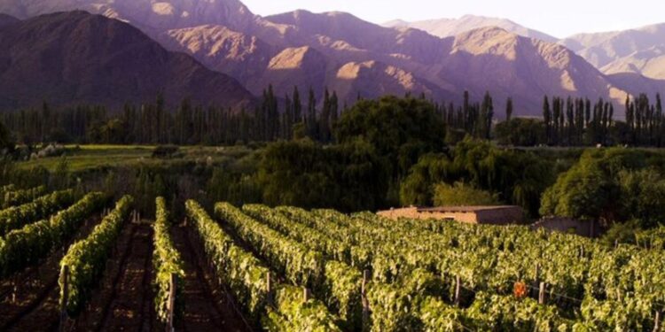 Wine Expo De la Uva a la Copa: cuando lo privado y lo público se unen entorno a una agenda en común