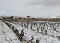 Vino y cambio climático, 8.000 años de adaptación