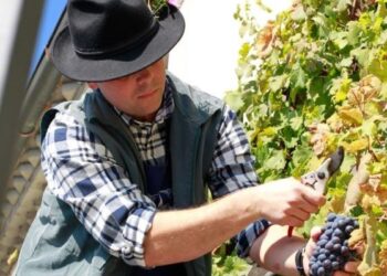 Los cinco viñedos más antiguos del mundo aún en producción