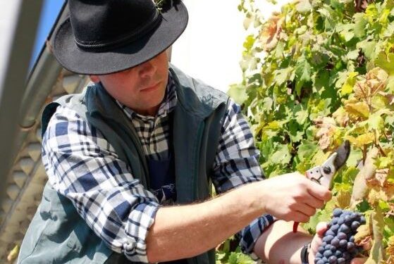 Los cinco viñedos más antiguos del mundo aún en producción