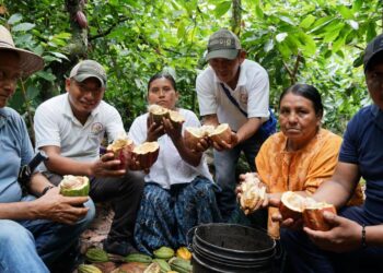 La buena hora del cacao guatemalteco: resistencia indígena hecha chocolate
