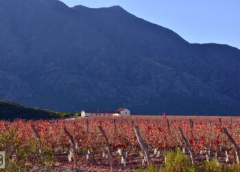 Vinos en tiempos de Calor II: Ángulos y Guanchín, los nuevos terroirs que desafían al cambio climático