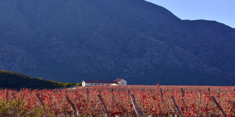 Vinos en tiempos de Calor II: Ángulos y Guanchín, los nuevos terroirs que desafían al cambio climático