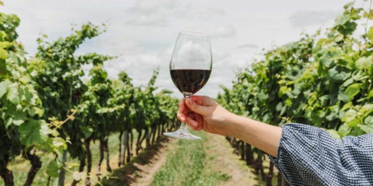 Las etiquetas experimentales están redefiniendo la cultura del vino en Uruguay