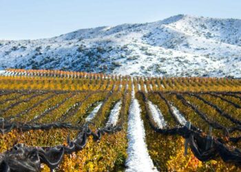 Las cuatro bodegas que definen el presente (y el futuro) del vino argentino