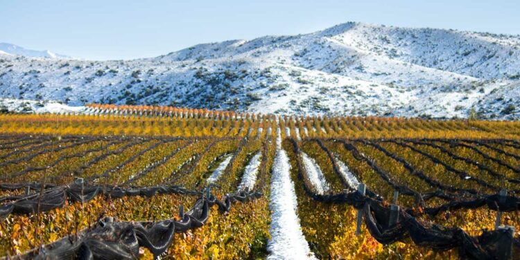 Las cuatro bodegas que definen el presente (y el futuro) del vino argentino